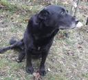 Labrador retriever jellegű - 12 éves szuka