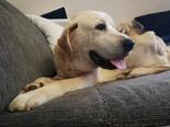 Labrador retriever - 8 éves kan
