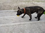Francia bulldog - boxer keverék - 10 hónapos kan