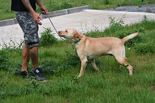 Labrador keverék - 3 éves kan