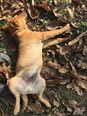 Terrier-beagle keverék - 5 hónapos kan