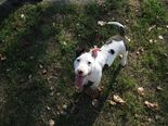Staffordshire terrier - 2 hónapos kan
