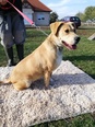 Labrador mix  - 2 éves szuka
