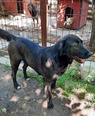 Labrador keverék - 2 éves szuka