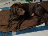 Labrador retriever - 6 éves szuka