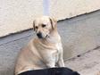 Labrador retriever - 5 éves kan