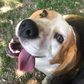 Beagle jellegű - 6 éves szuka