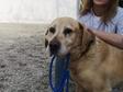 Labrador retriever - 9 éves kan
