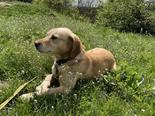 Labrador retriever - 4 éves kan