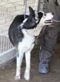 Szibériai husky - 18 hónapos szuka