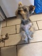 Yorkshire terrier - 5 hónapos kan