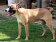 Staffordshire terrier - 18 hónapos kan