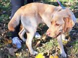 Labrador retriever jellegű - 4 éves szuka