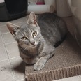 HÁZI - 10 hónapos nőstény HÁZI - 10 hónapos nőstény