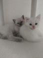Ragdoll - 2 hónapos nőstény Ragdoll - 2 hónapos nőstény