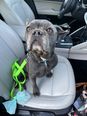 Bulldog jellegű - fiatal kan Bulldog jellegű - fiatal kan