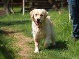 Golden retriever - 6 éves szuka Golden retriever - 6 éves szuka