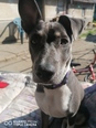 Amerikai staffordshire terrier és husky keverék - 5 éves szuka Amerikai staffordshire terrier és husky keverék - 5 éves szuka