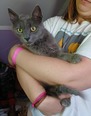 MAINE COON KEVERÉK - 7 éves kandúr MAINE COON KEVERÉK - 7 éves kandúr