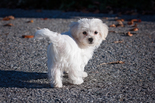Bichon Havanese - 2 hónapos kan Bichon Havanese - 2 hónapos kan