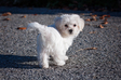 Bichon Havanese - 2 hónapos kan Bichon Havanese - 2 hónapos kan