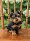 Yorkie - 2 hónapos kan Yorkie - 2 hónapos kan