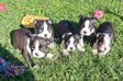 Boston terrier - 2 hónapos kan Boston terrier - 2 hónapos kan