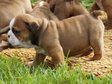 Angol bulldog - 2 hónapos kan Angol bulldog - 2 hónapos kan