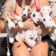 Miniatűr bullterrier - 2 hónapos kan Miniatűr bullterrier - 2 hónapos kan