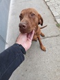 Magyar vizsla - 4 éves kan Magyar vizsla - 4 éves kan