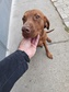 Magyar vizsla  - 4 éves kan Magyar vizsla  - 4 éves kan