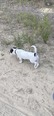 Jack Russel - 8 hónapos kan Jack Russel - 8 hónapos kan