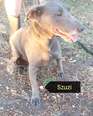 Keverék - 9 éves szuka Keverék - 9 éves szuka