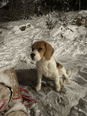 Beagle - 1 éves kan Beagle - 1 éves kan