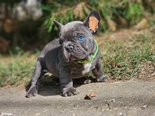 Francia bulldog 8-hetes kék színű ... - 5 hónapos kan Francia bulldog 8-hetes kék színű ... - 5 hónapos kan