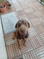 Német vizsla keverék - 6 éves kan Német vizsla keverék - 6 éves kan
