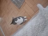 Házi macska - 4 éves kandúr Házi macska - 4 éves kandúr