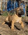 Cane Corso - 3 éves szuka Cane Corso - 3 éves szuka