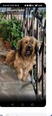 Briard mix - 3 éves kan Briard mix - 3 éves kan