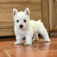 Westie terrier - 2 éves kan Westie terrier - 2 éves kan