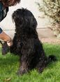 Briard/Orosz fekete terrier - felnőtt kan