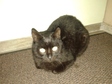 Rövidszörű fekete macska - 1 éves kandúr