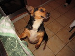 Tacskó beagle keverék - 6 éves kan