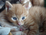 Hosszúszőrű macska kandúr
