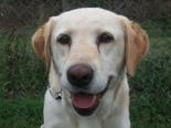 Labrador retriever - 9 éves szuka