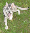 Kajla