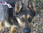 zsomledog