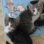 Szidury Szidury