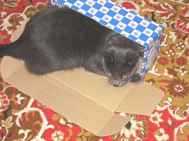 Még egy tisztességes fekhelyem sincs! Még egy tisztességes fekhelyem sincs!