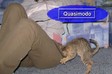 Nagyít! Quasimodo